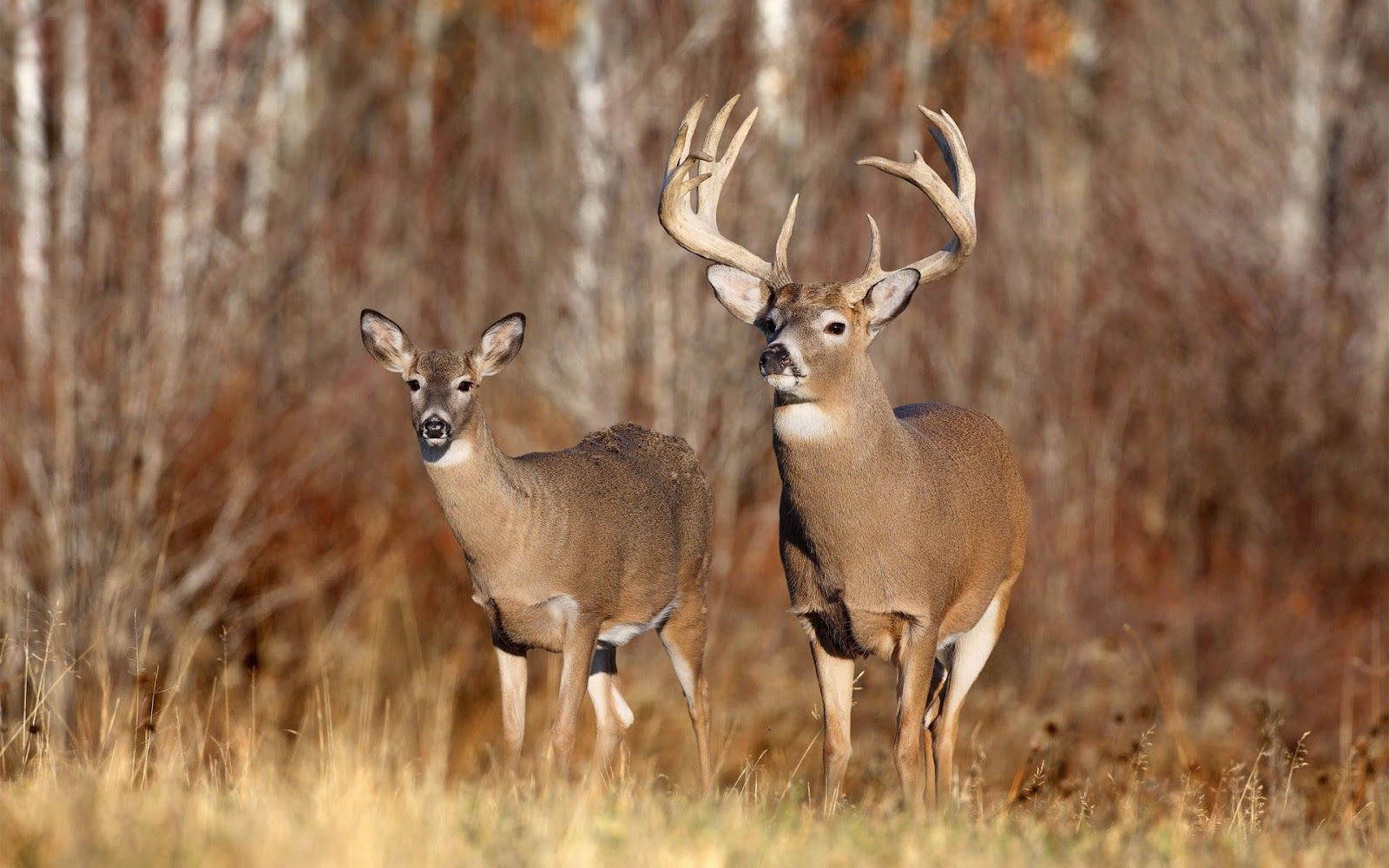 Buck deer wallpapers