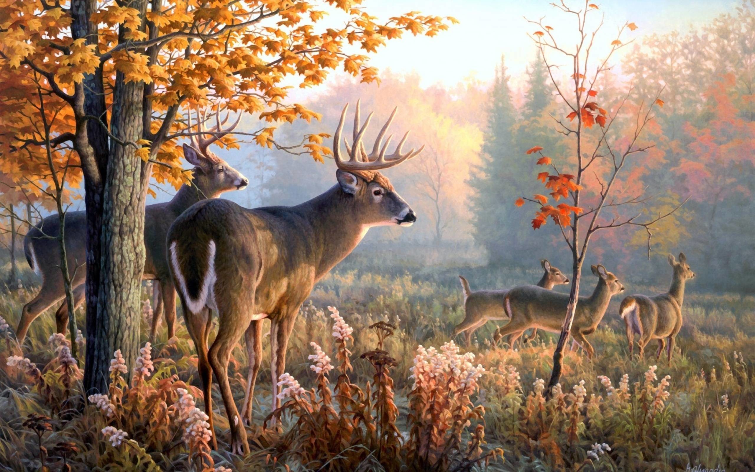 Deer desktop wallpaper pictures