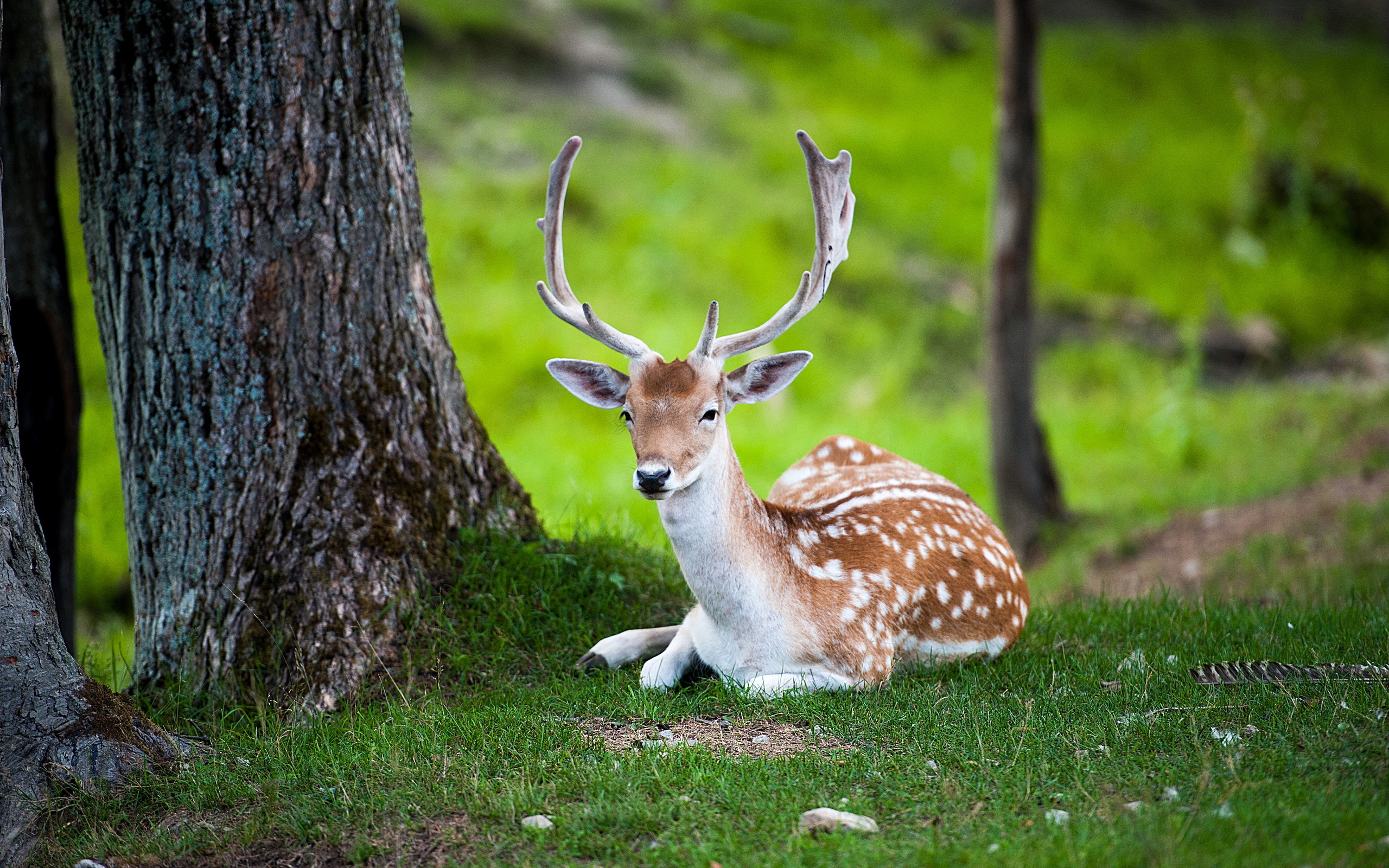 European fallow deer hd papers and backgrounds