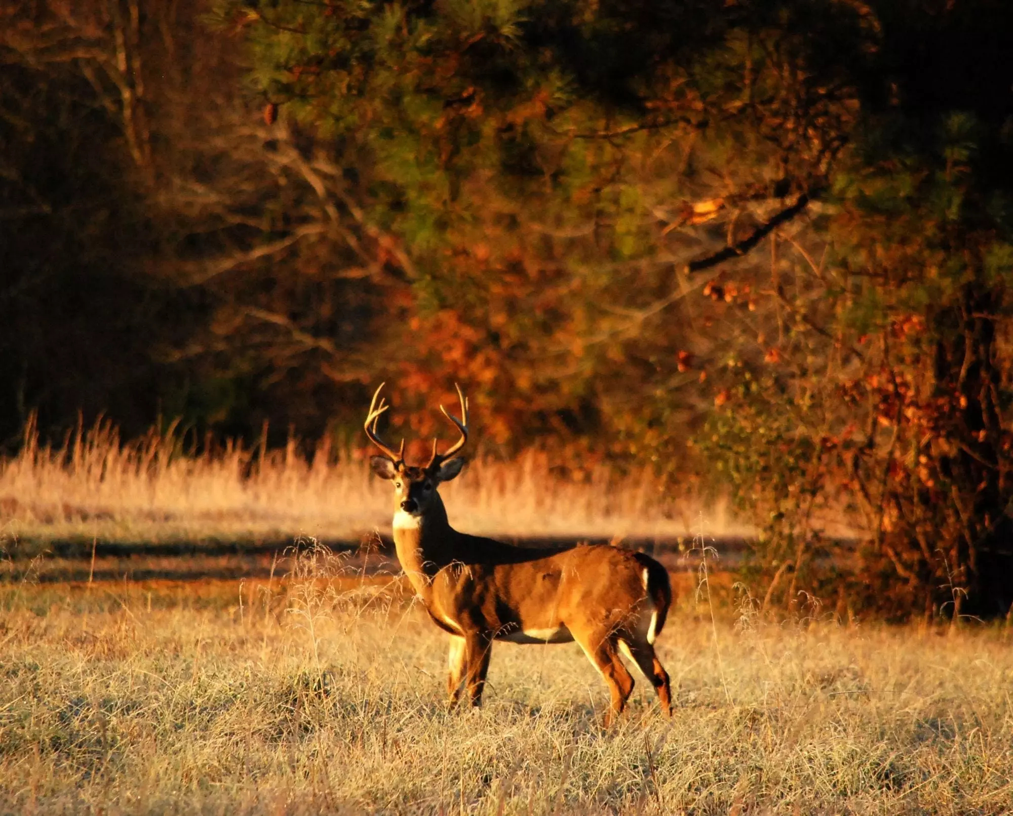 Whitetail deer wallpapers and backgrounds k hd dual screen