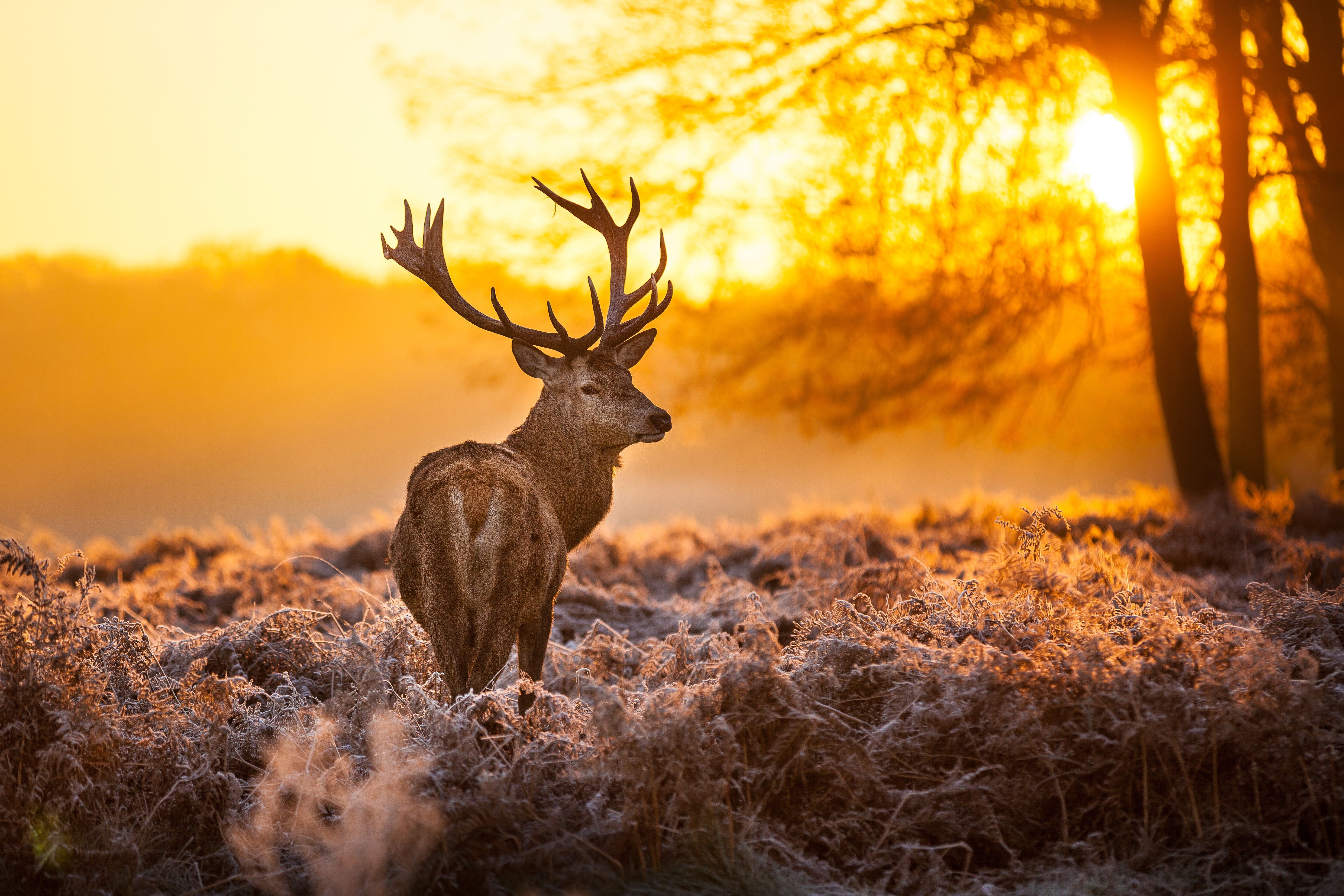 Deer s for desktop download free deer pictures and backgrounds for pc