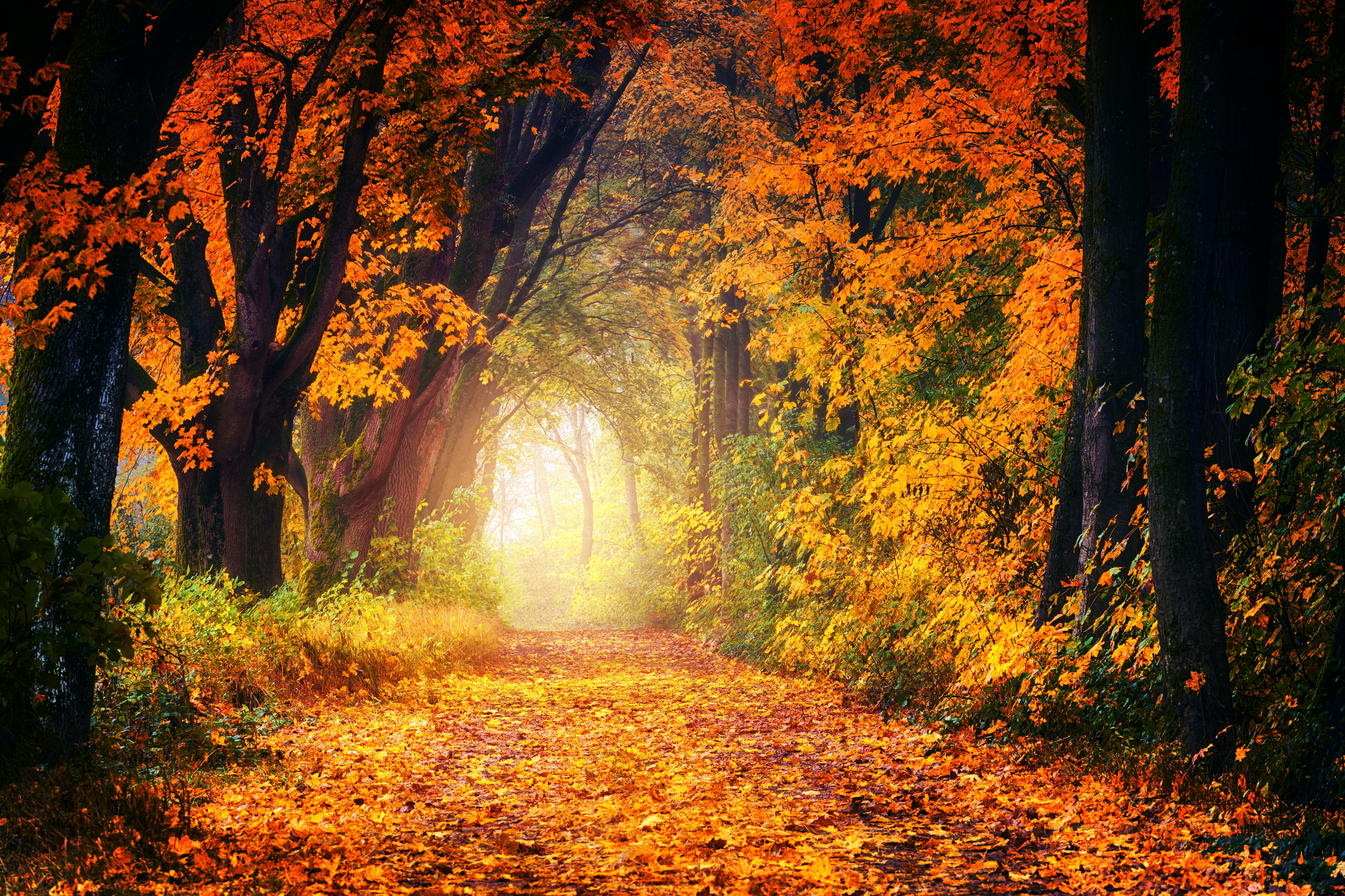 Fall background photos download the best free fall background stock photos hd images