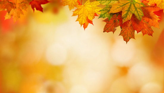 Autumn background with maple leaves stock photo