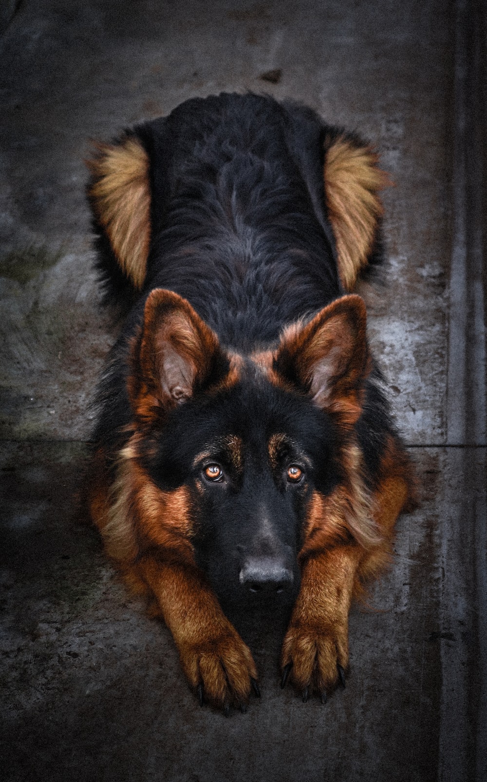 German shepherd dog pictures hd download free images on