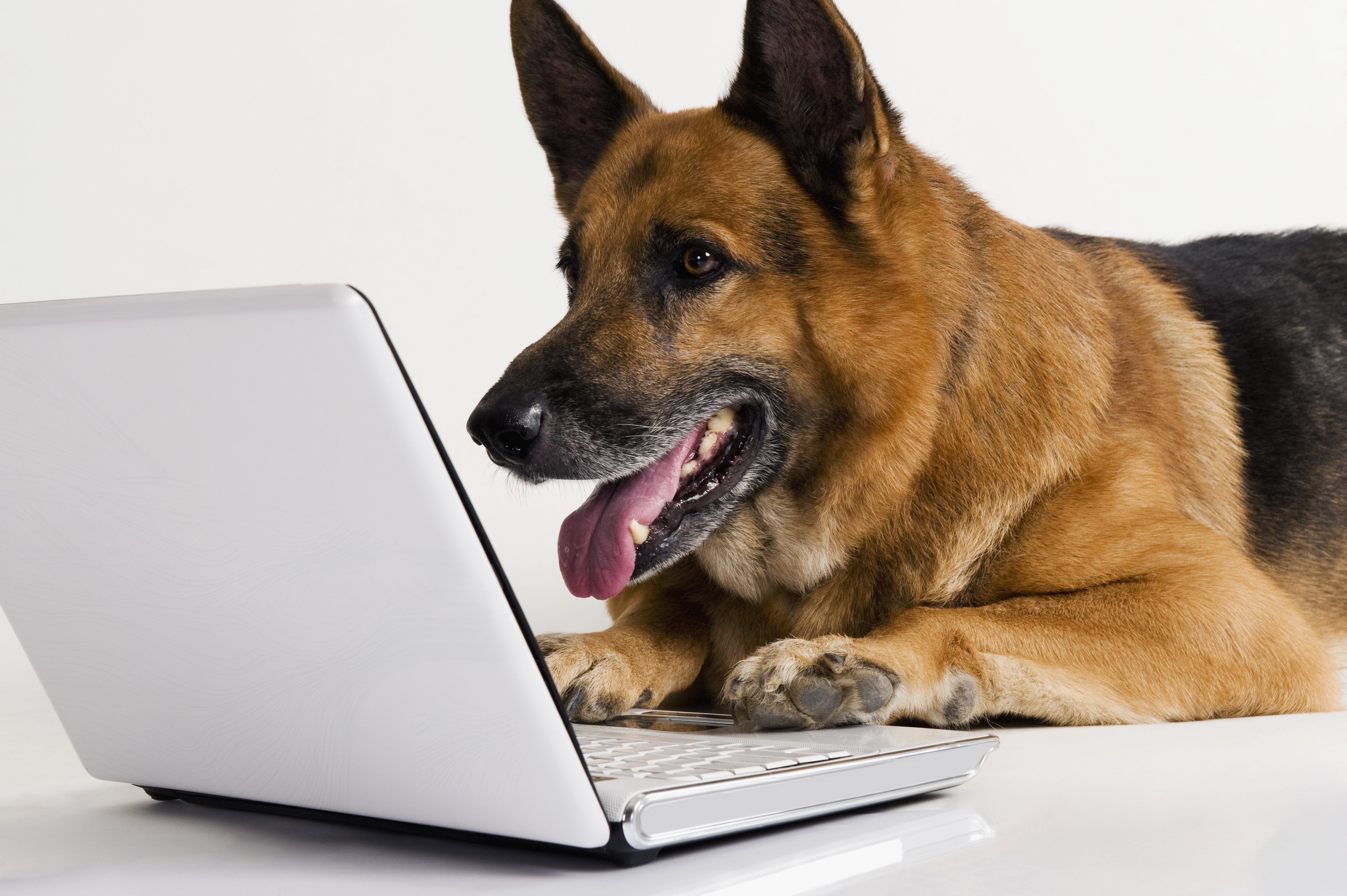Hd desktop dogs animal german shepherd download free picture