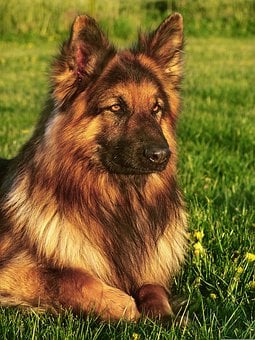 Free german shepherd dog images