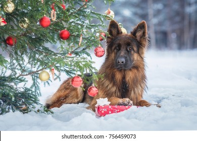 Christmas german shepherd images stock photos vectors