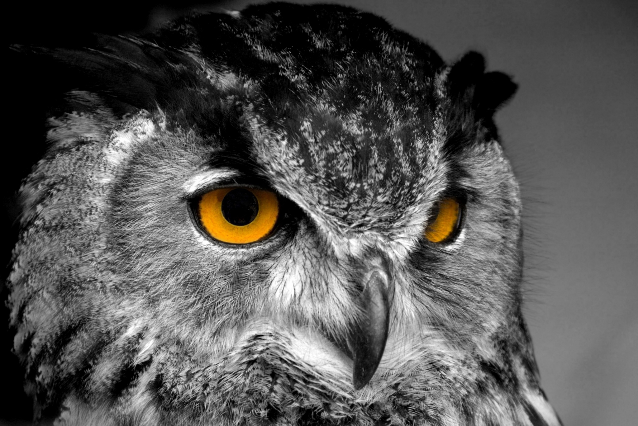 Owl wallpaper pictures free