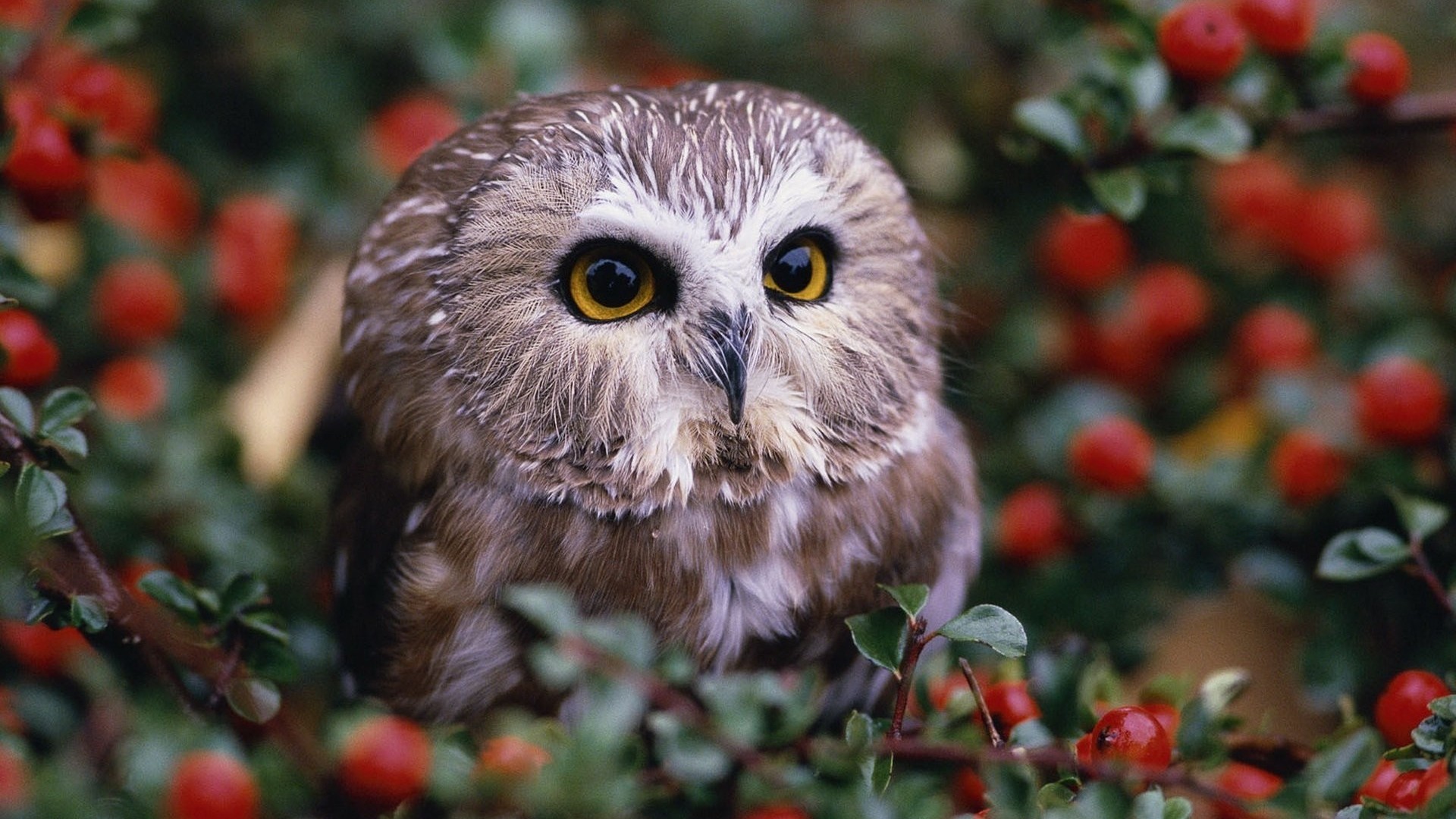 Cute owl backgrounds for desktop