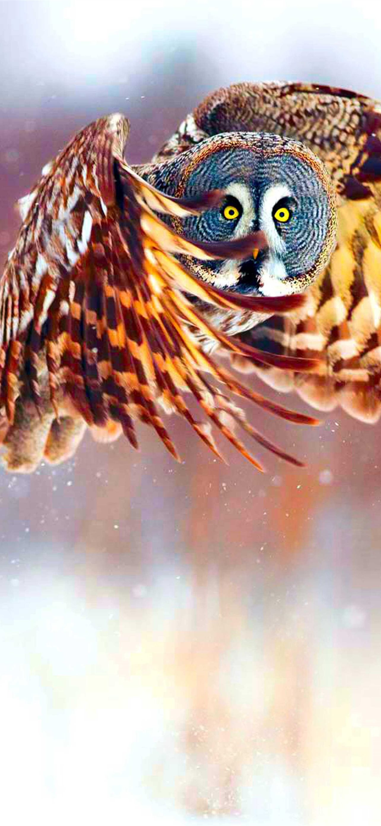 Cool owl top free cool owl backgrounds access iphone wallpapers free download
