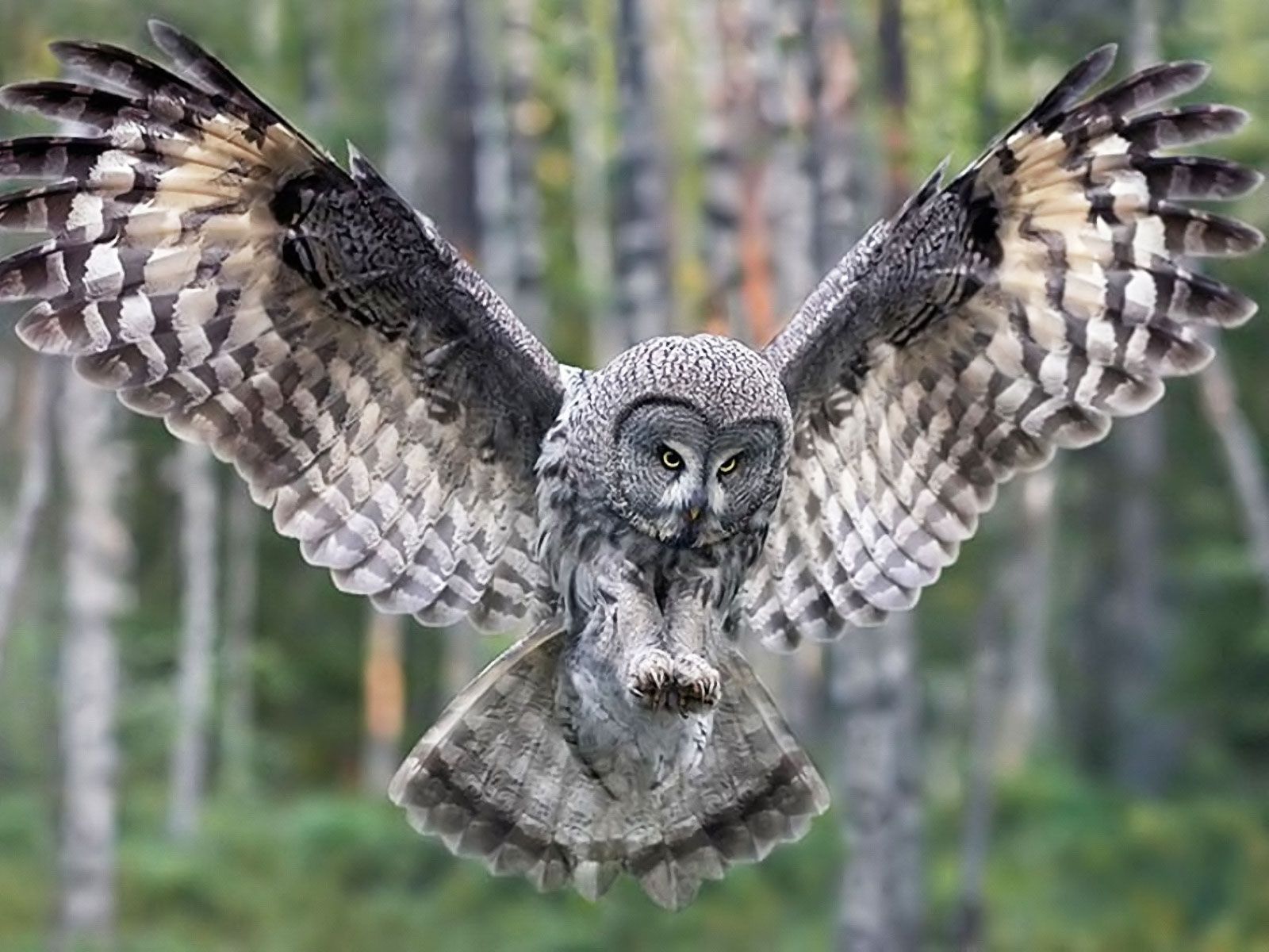 Flying owl wallpapers