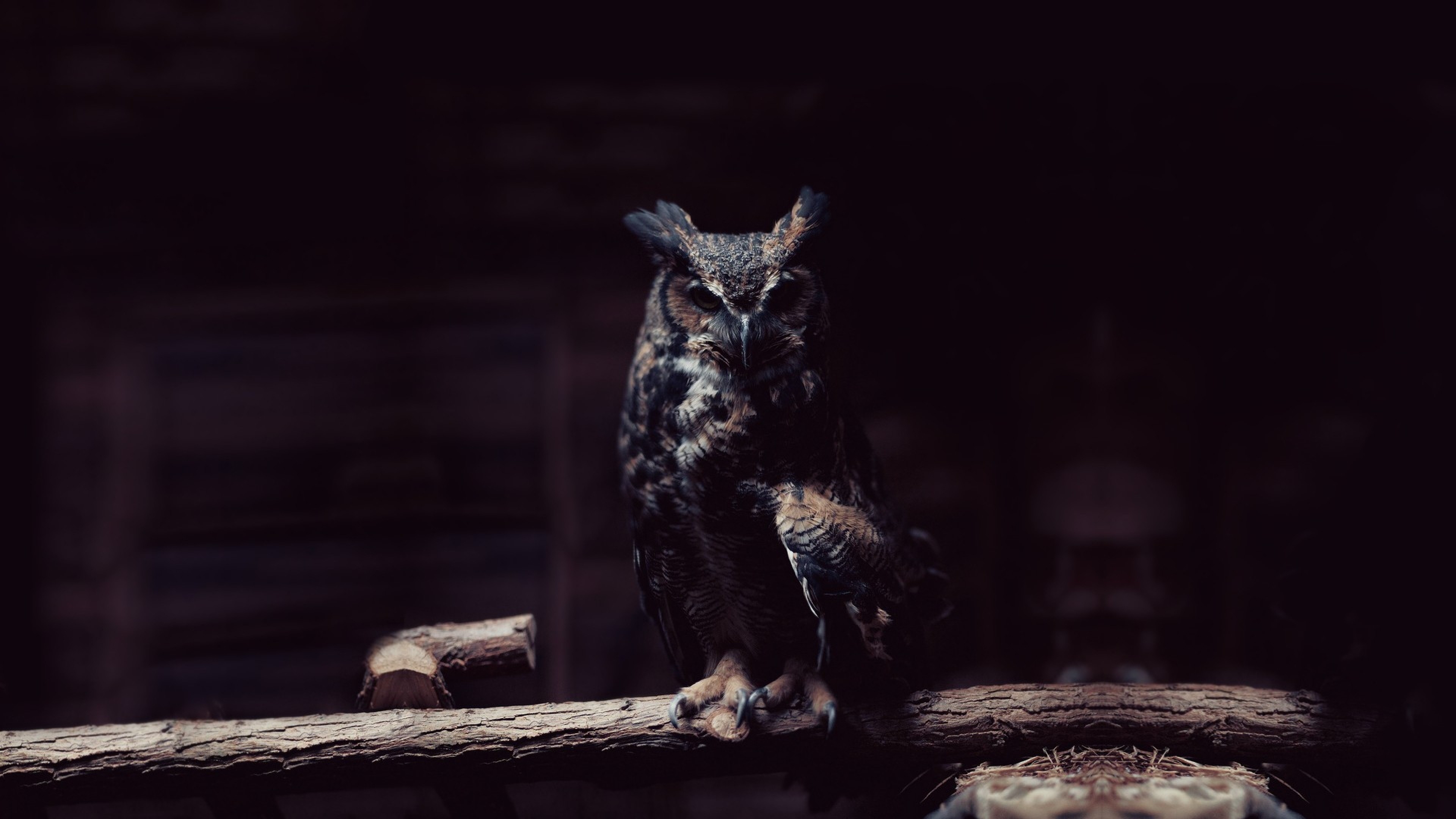 Mobile free owl wallpaper download wallpaper and background animals town cute owl wallpapers original resolution px
