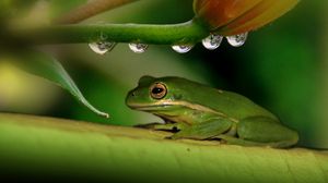 Frog wallpapers hd desktop backgrounds images and pictures