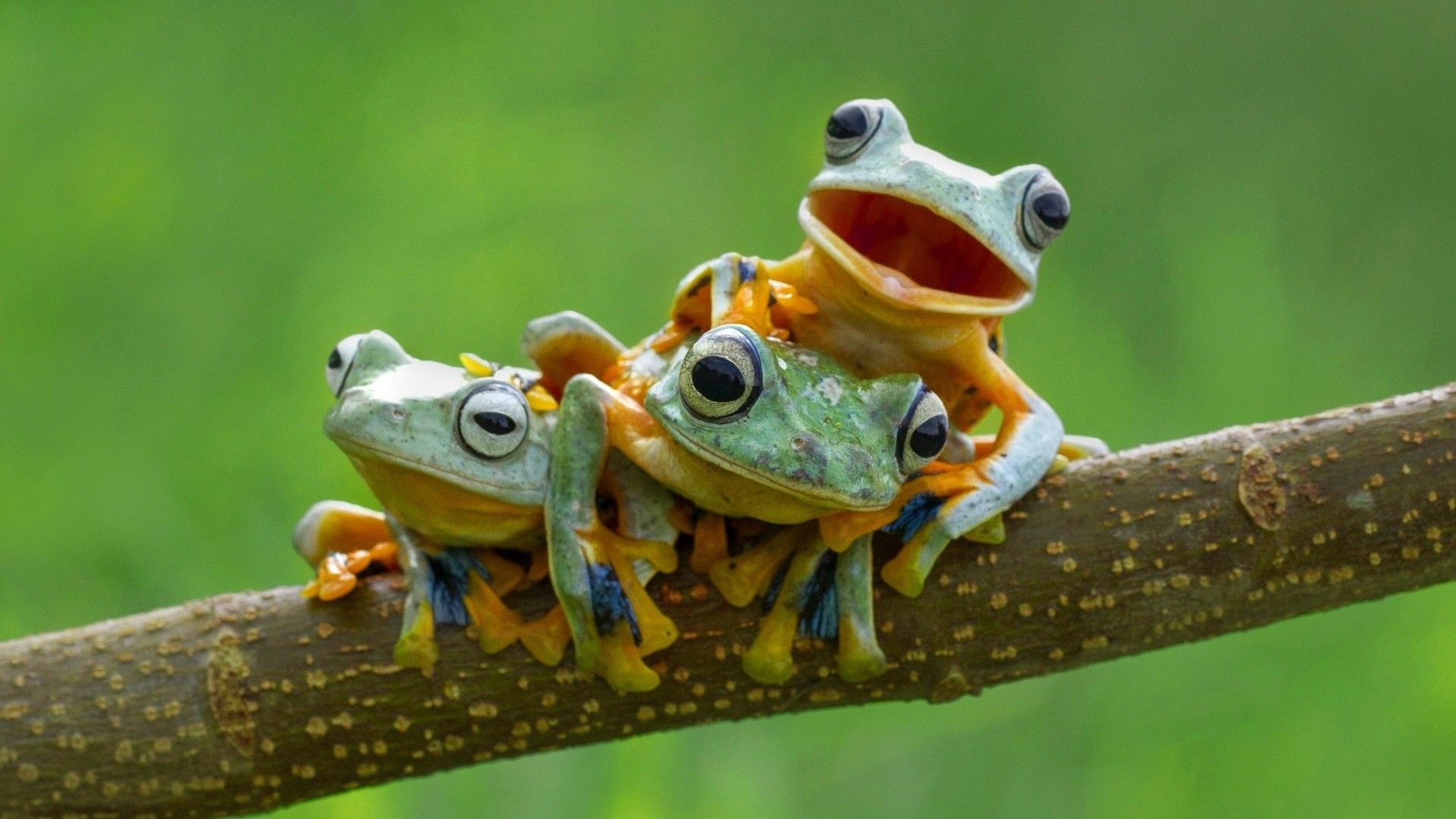 Cute frogs desktop wallpapers