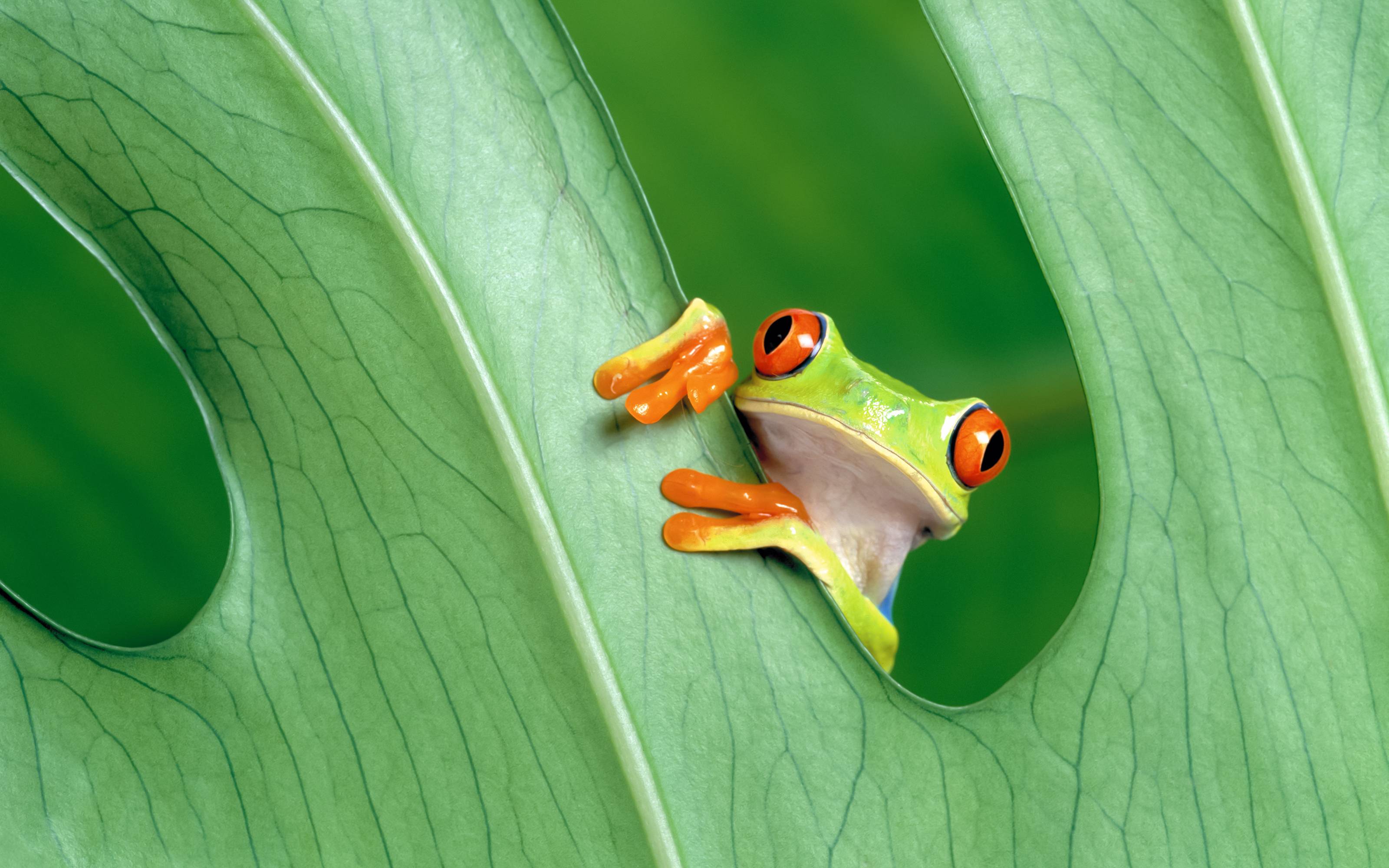 Cute frog wallpaper backgrounds