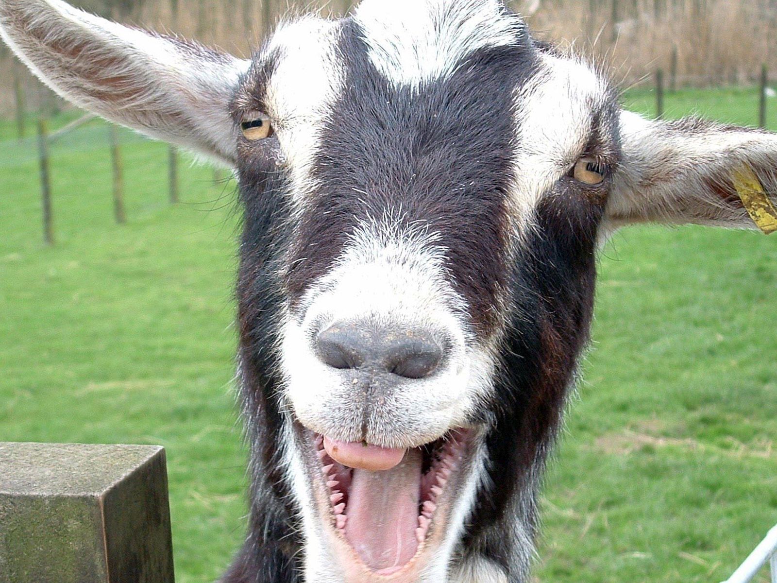 Free hd funny wallpapers for desktop background free hd desktop wallpapers funny goat pictures goats funny cute goats