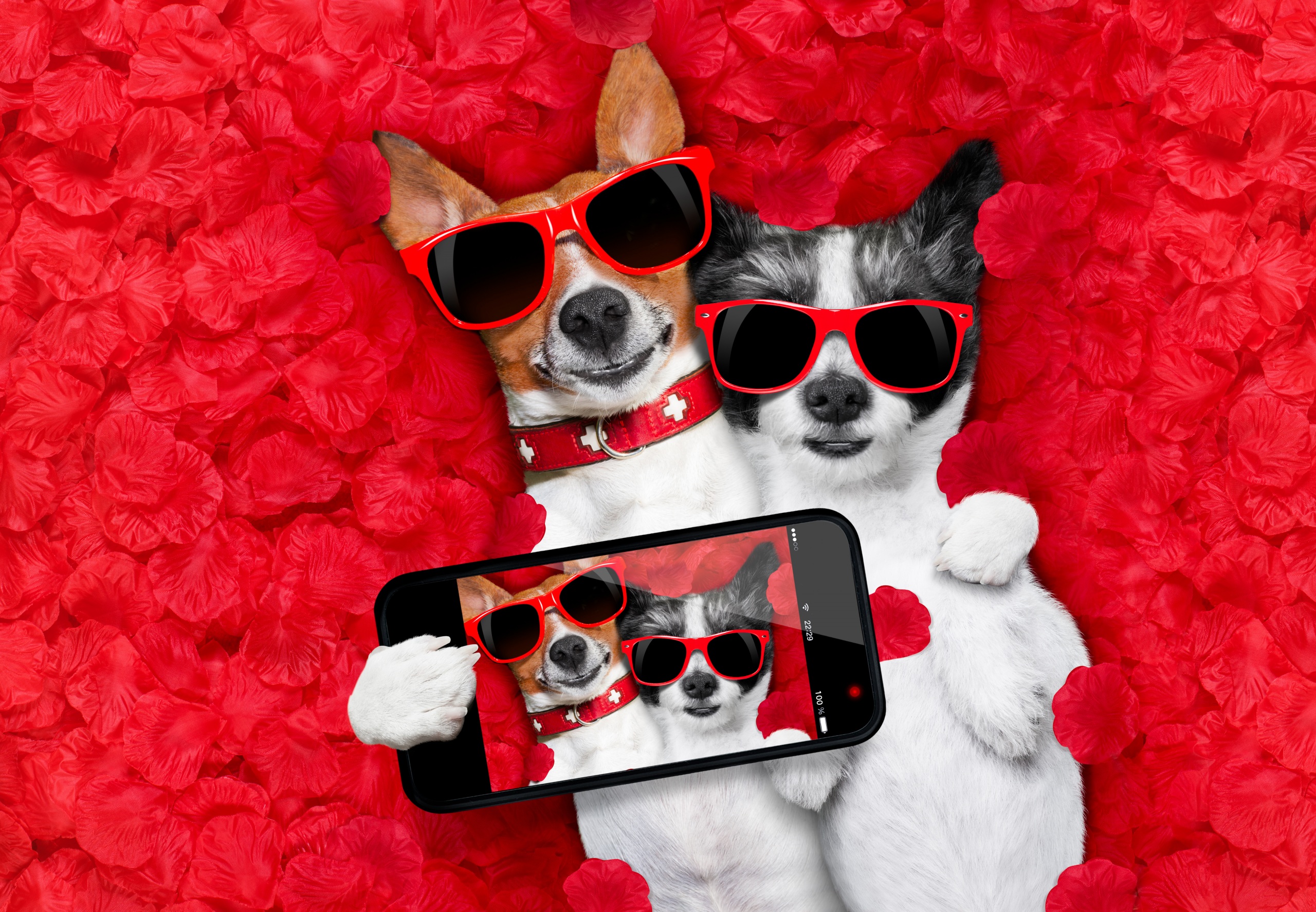 Desktop wallpapers jack russell terrier dogs selfie x