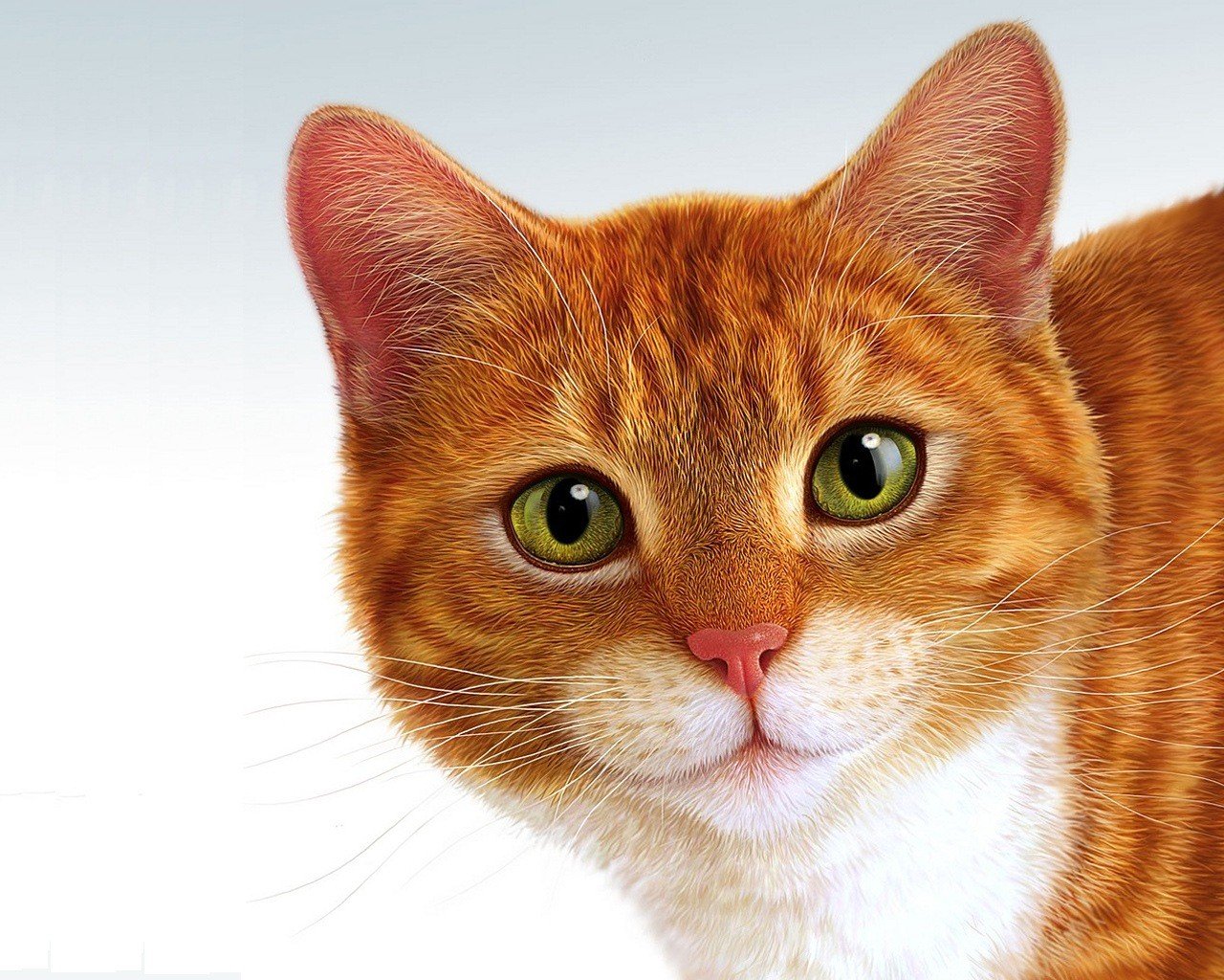 Animals cat garfield wallpapers hd desktop and mobile backgrounds