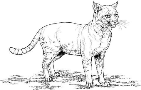 Cat coloring pages kitty cat coloring pages â kids coloring pages cat coloring page cat colors coloring pages