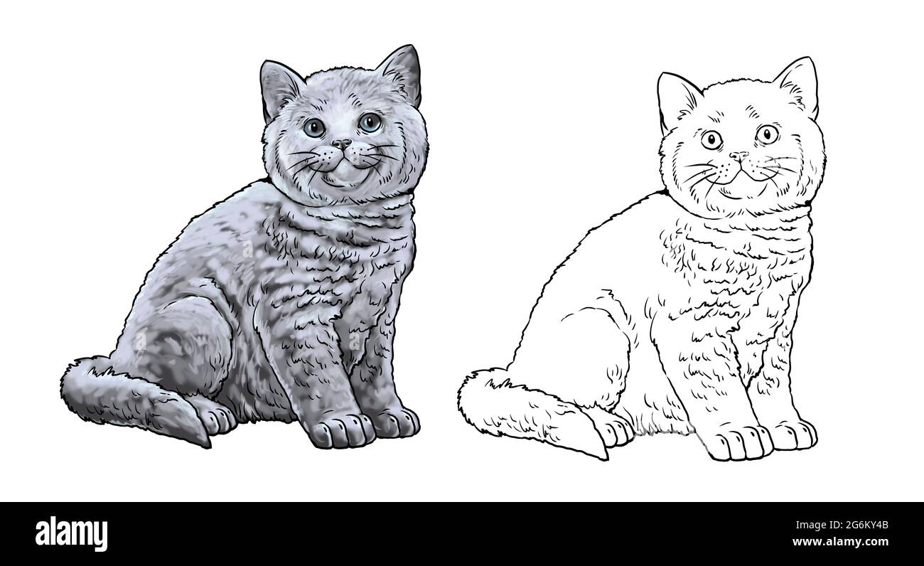 Libro para colorear gato fotografãas e imãgen de alta roluciãn