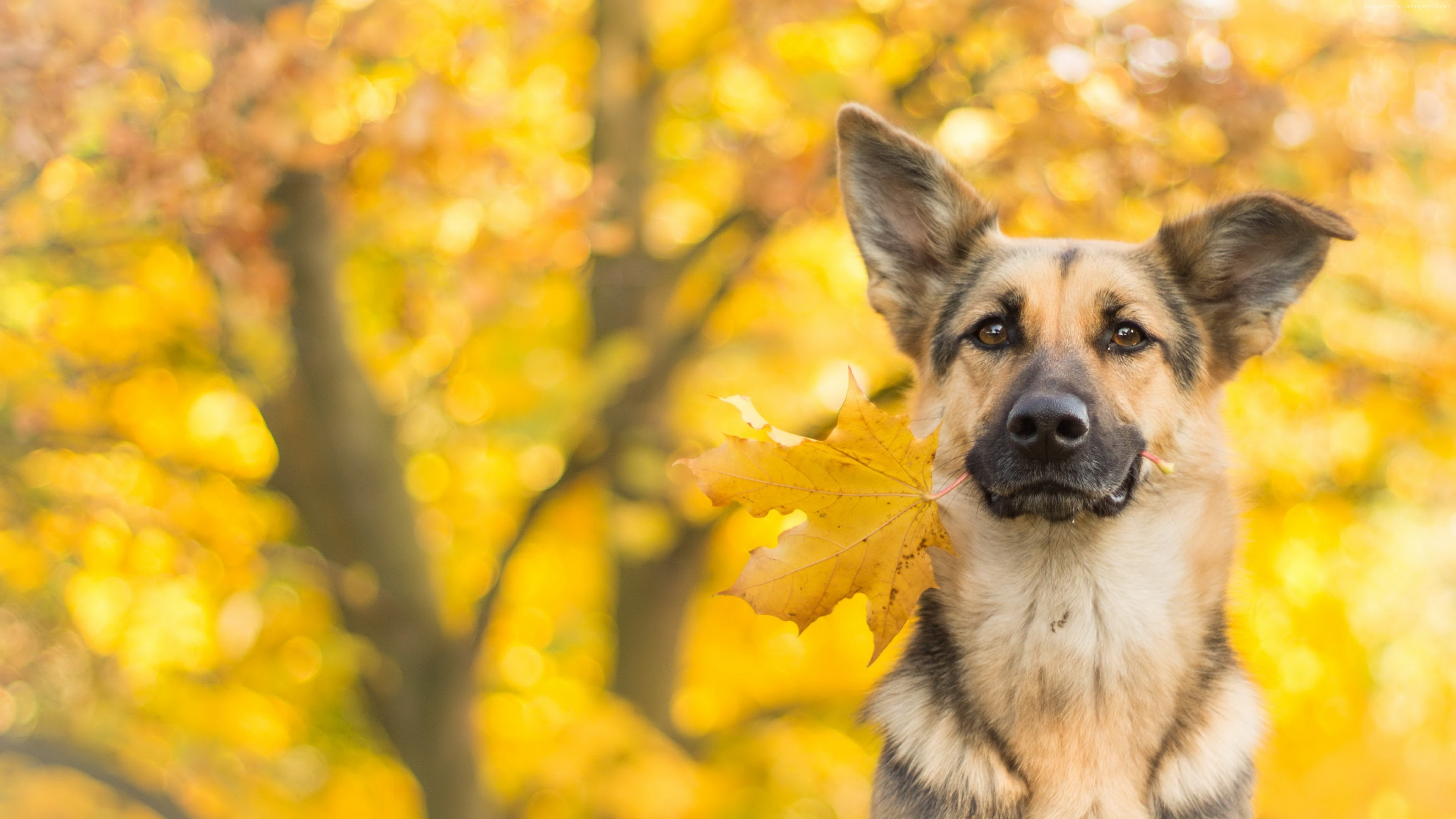 German shepherd dog with yellow autumn leaf in the teeth desktop wallpapers x