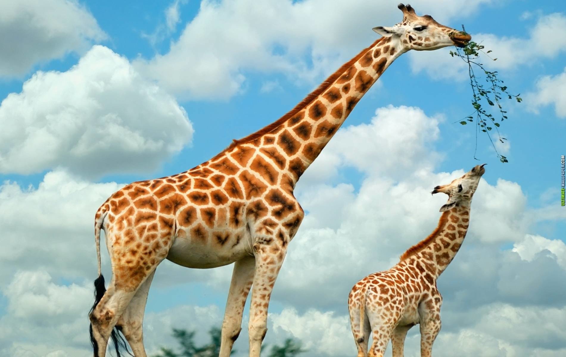 Giraffe hd papers and backgrounds