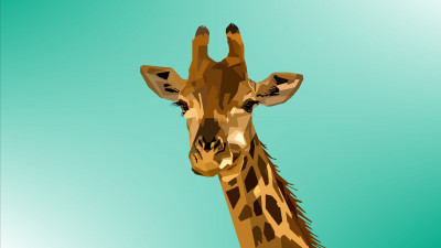 Giraffe hd wallpapers desktop backgrounds k k uhd