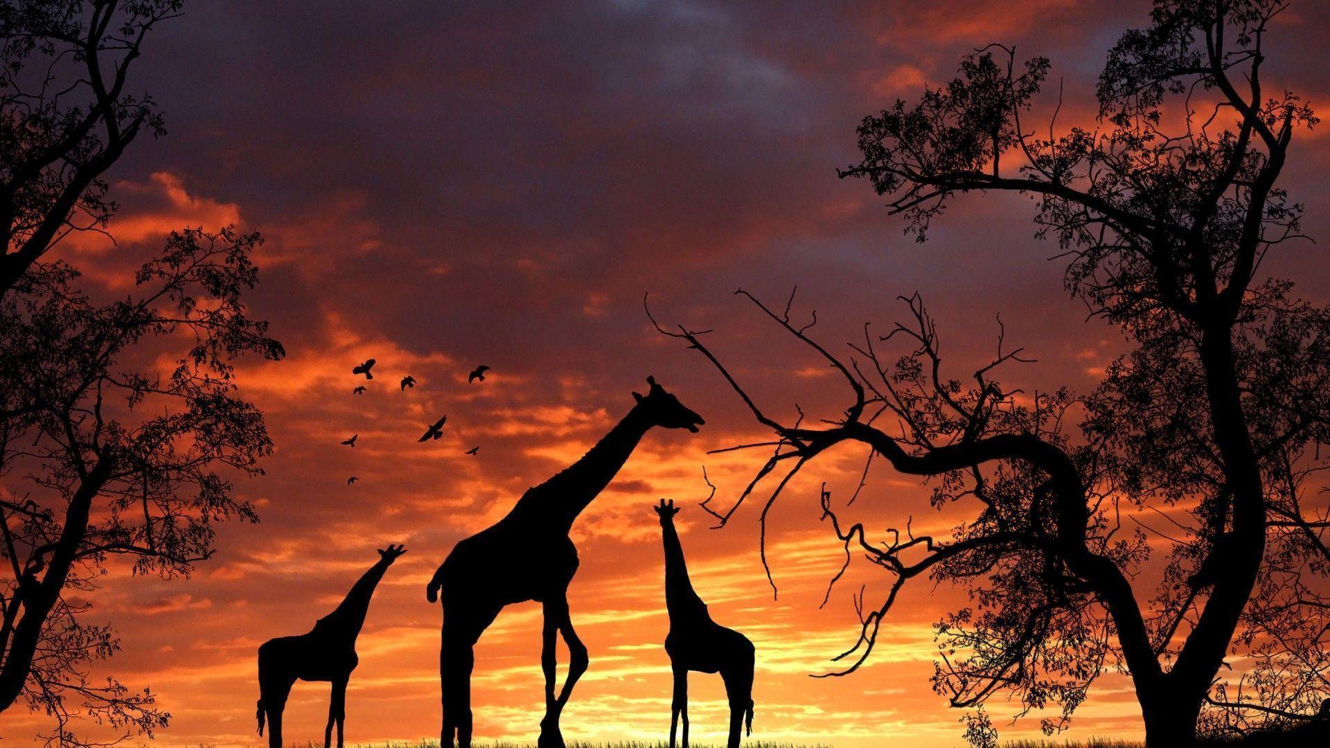 Giraffe desktop backgrounds