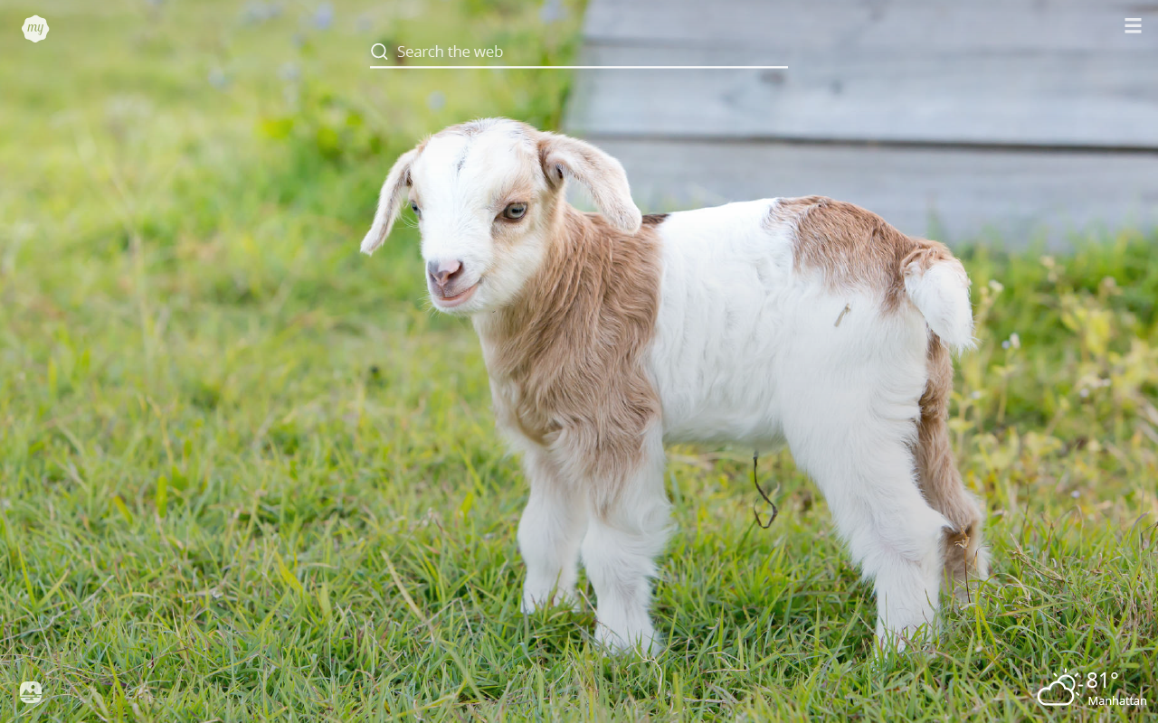 Cute goat desktop wallpapers