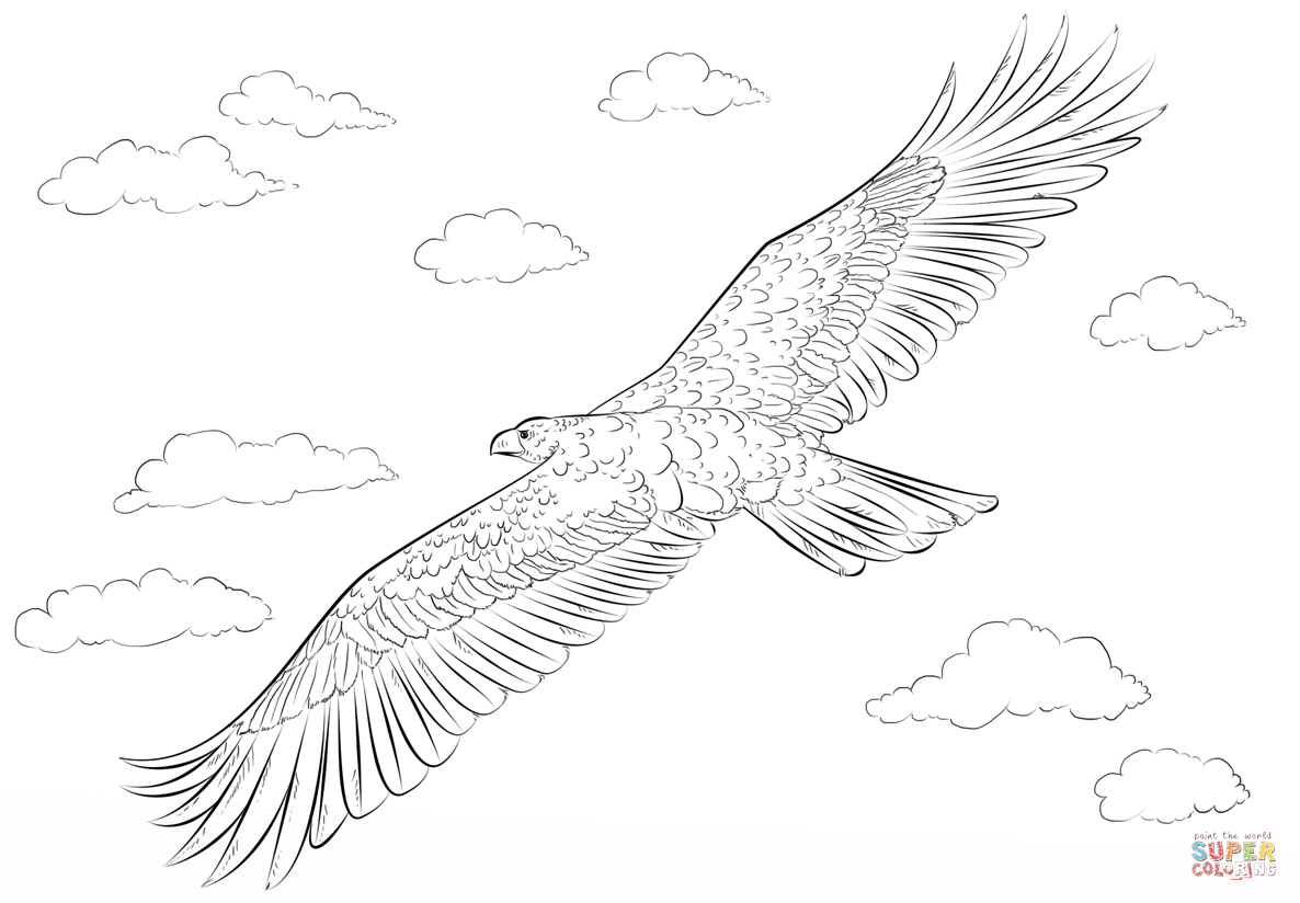Golden eagle in flight coloring page free printable coloring pages