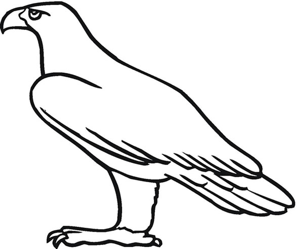 Golden eagle coloring page sheet
