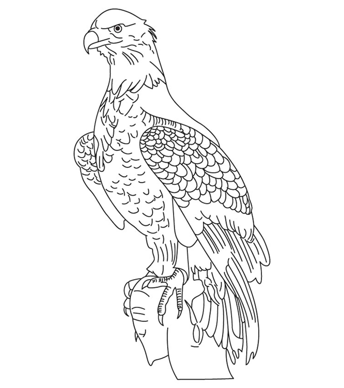 Cute eagle coloring pages for your little ones