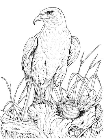 Perched golden eagle coloring page vogels tekenen gratis kleurplaten dieren tekenen