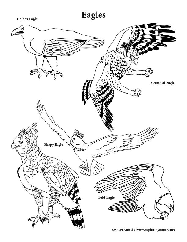 Eagles coloring page