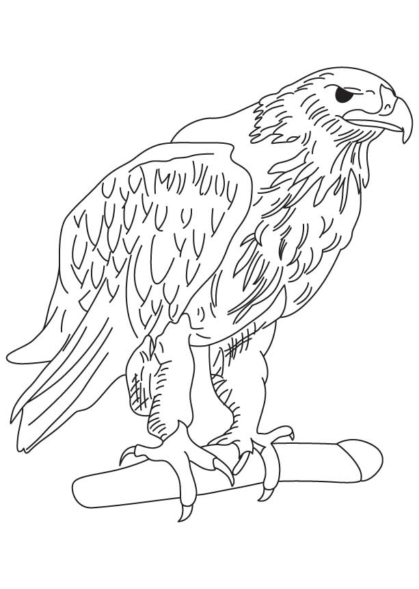 Golden eagle coloring page download free golden eagle coloring page for kids best coloring pages