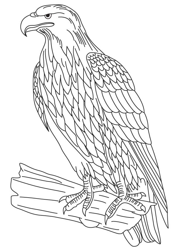 Eagle a powerful bird coloring page download free eagle a powerful bird coloring page for kids best coloring pages