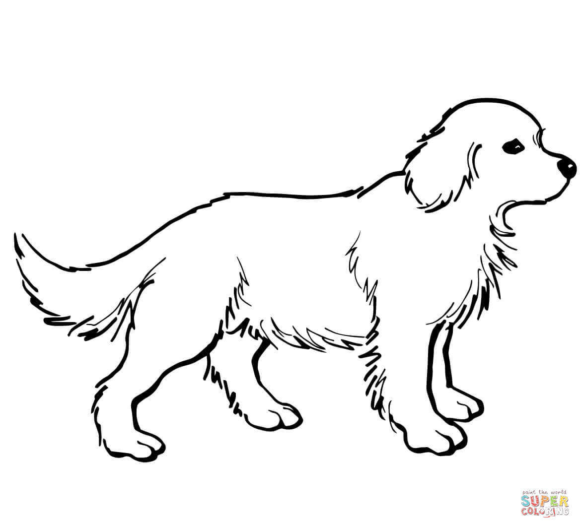 Golden retriever puppy coloring page free printable coloring pages