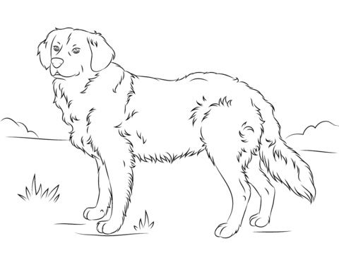 Golden retriever coloring page free printable coloring pages