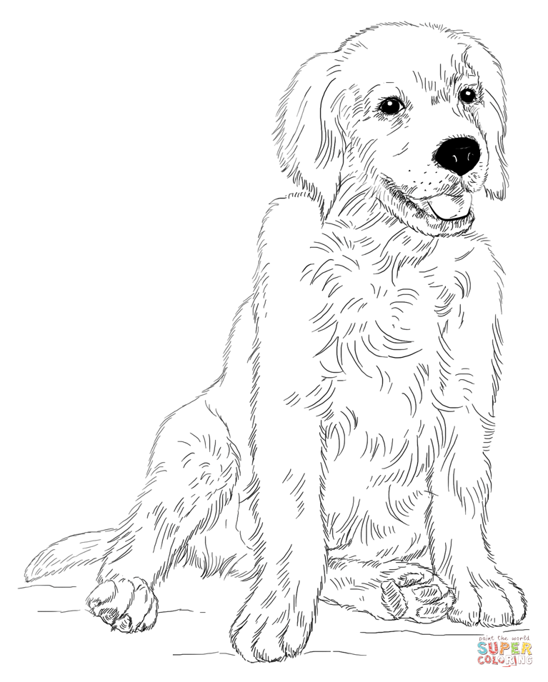 Golden retriever puppy coloring page free printable coloring pages dog coloring page puppy coloring pages retriever puppy