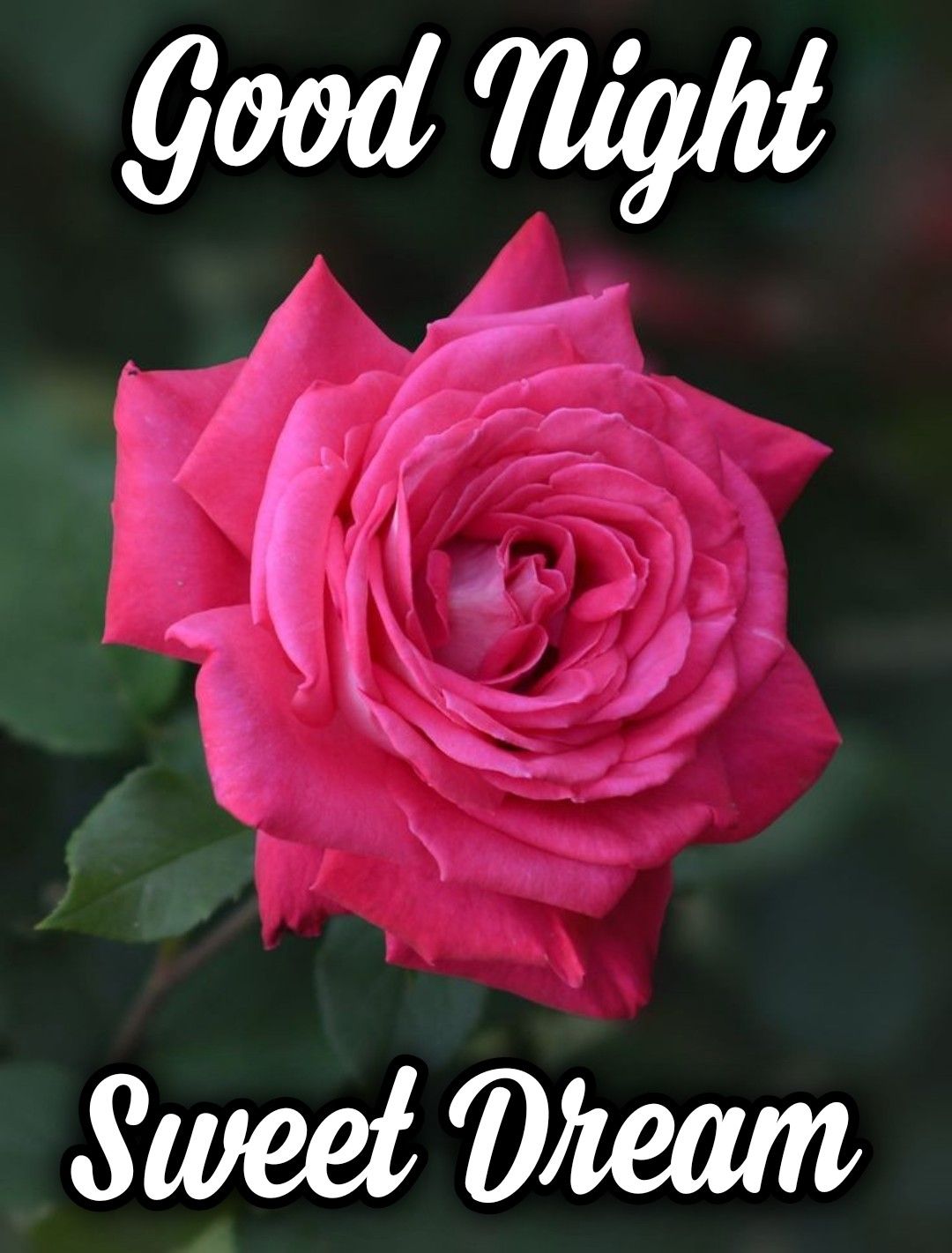 Good night and sweet dreams ideas good night good night image good night sweet dreams