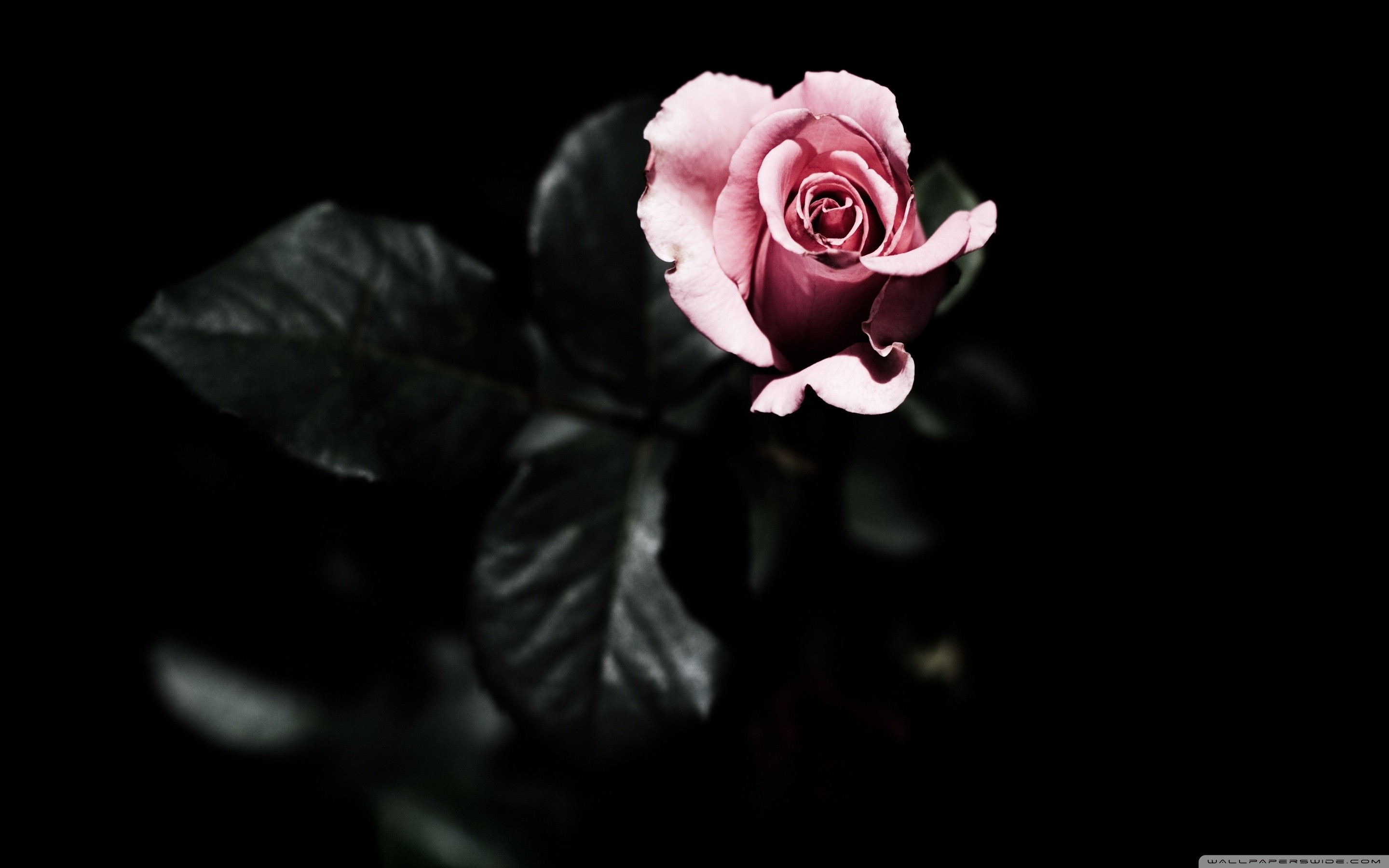 Download gothic rose wallpapers Bhmpics