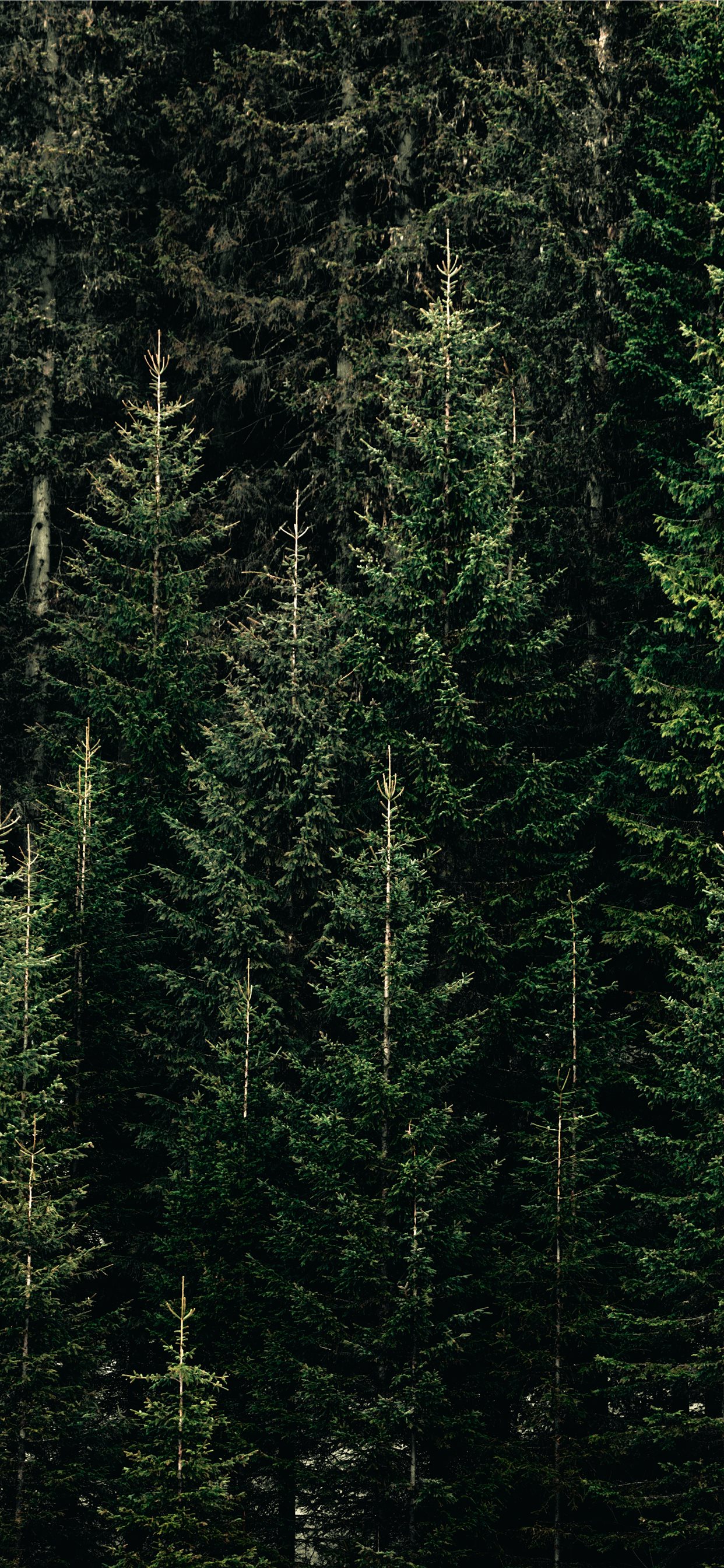 Green forest with pine trees iphone wallpapers free download