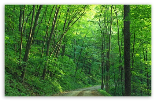 Green forest trees road ultra hd desktop background wallpaper for k uhd tv widescreen ultrawide desktop laptop tablet smartphone