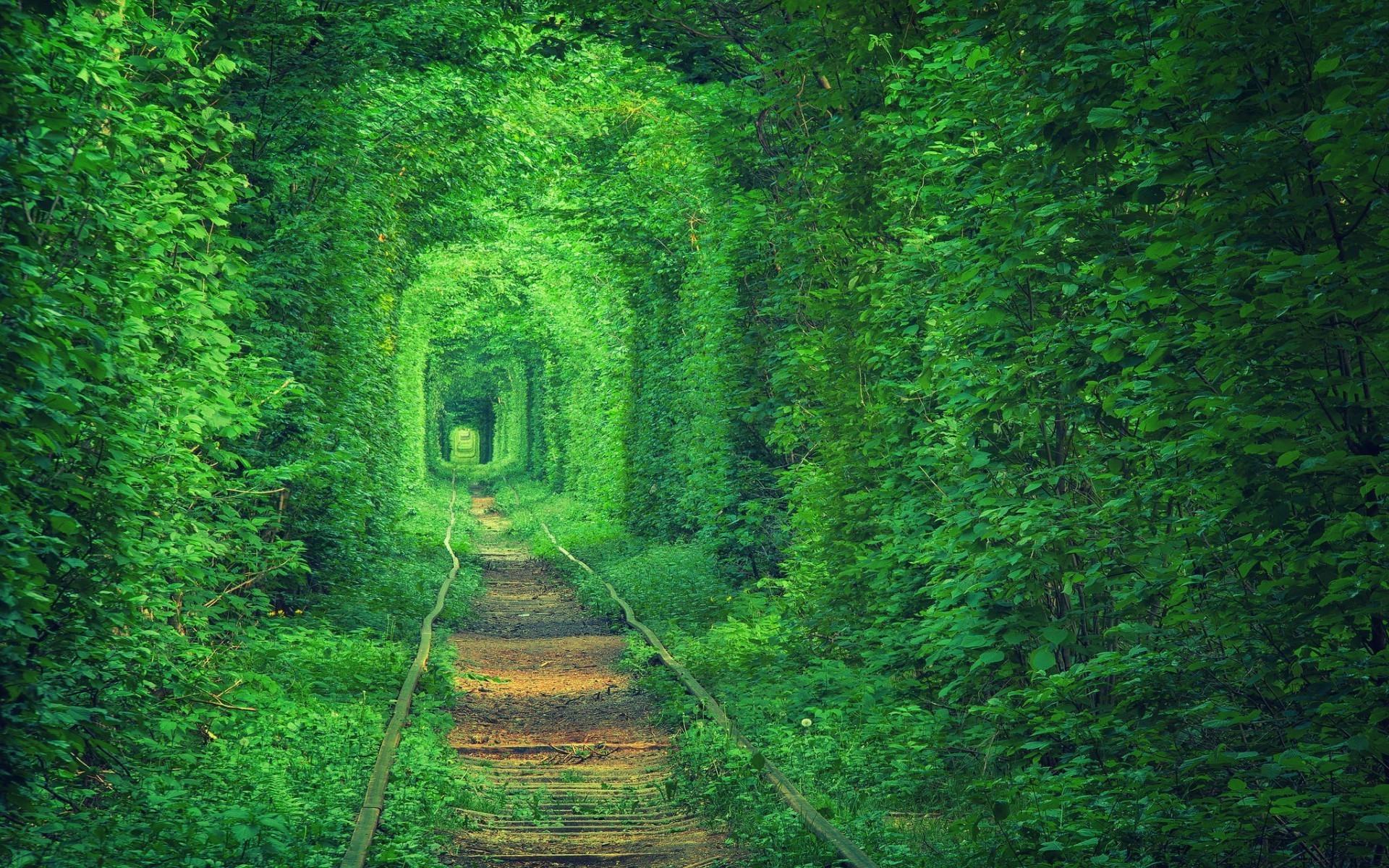 Green tunnel path nature forest trees wallpapers hd desktop and mobile backgrounds