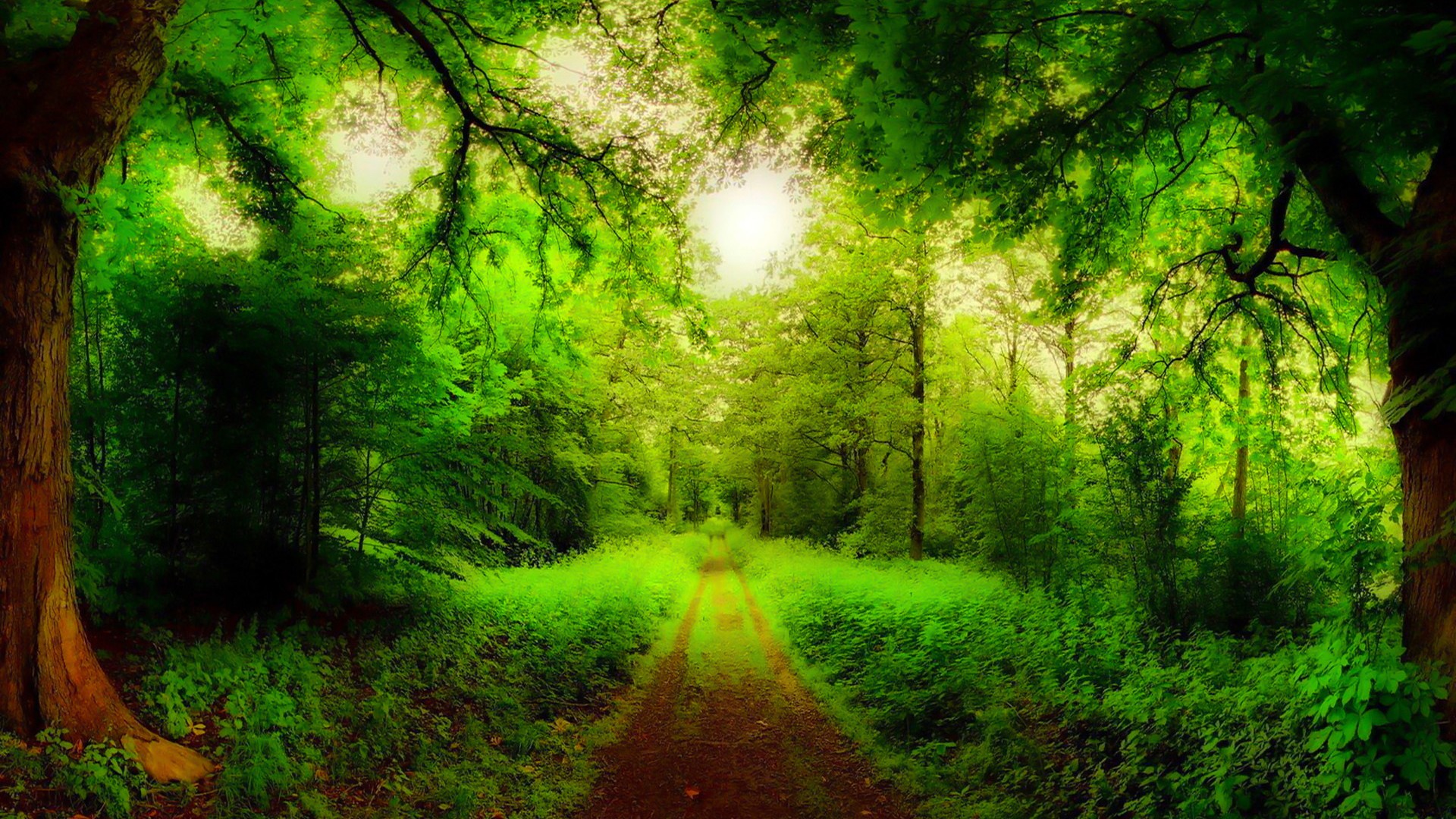 Natural forest road trees green forest grass hd wallpaper