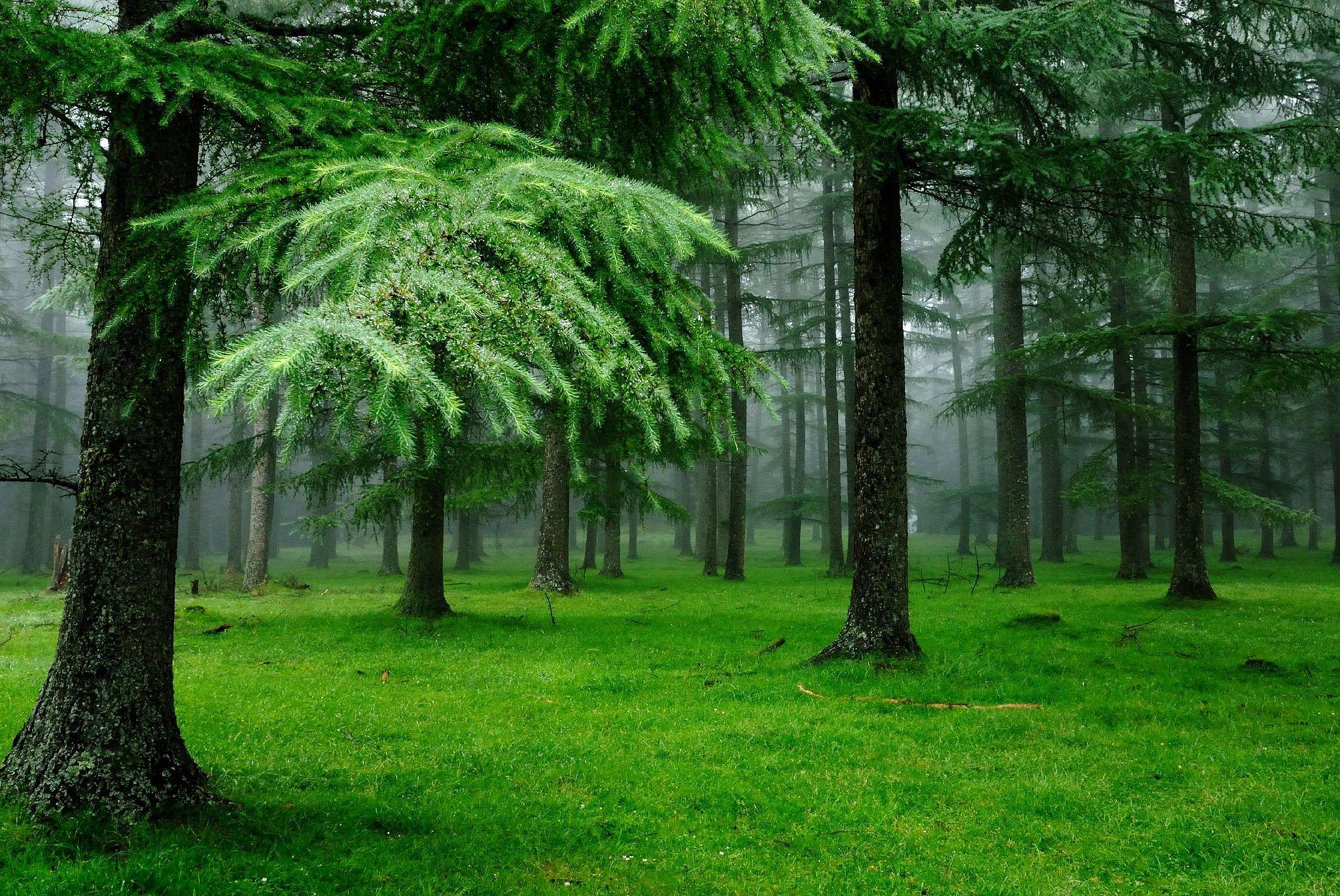 Green forest trees wallpapers