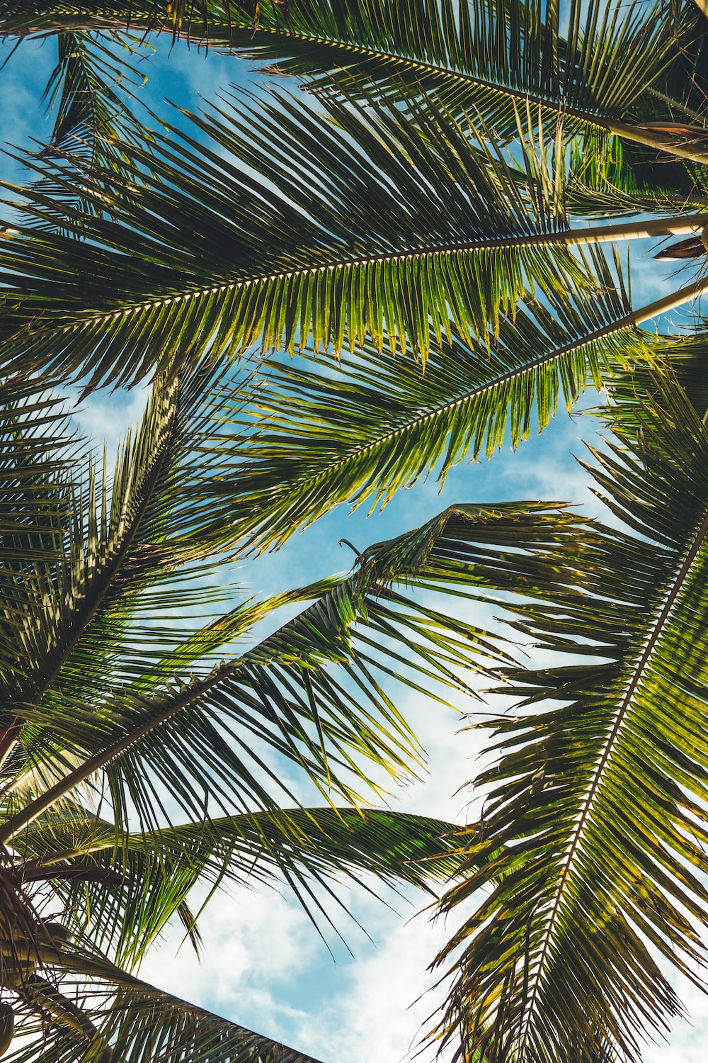 Download Free 100 + green tropical leaves desktop Wallpapers