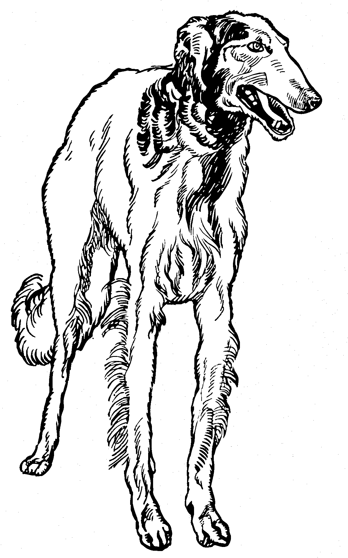 Greyhound coloring pages