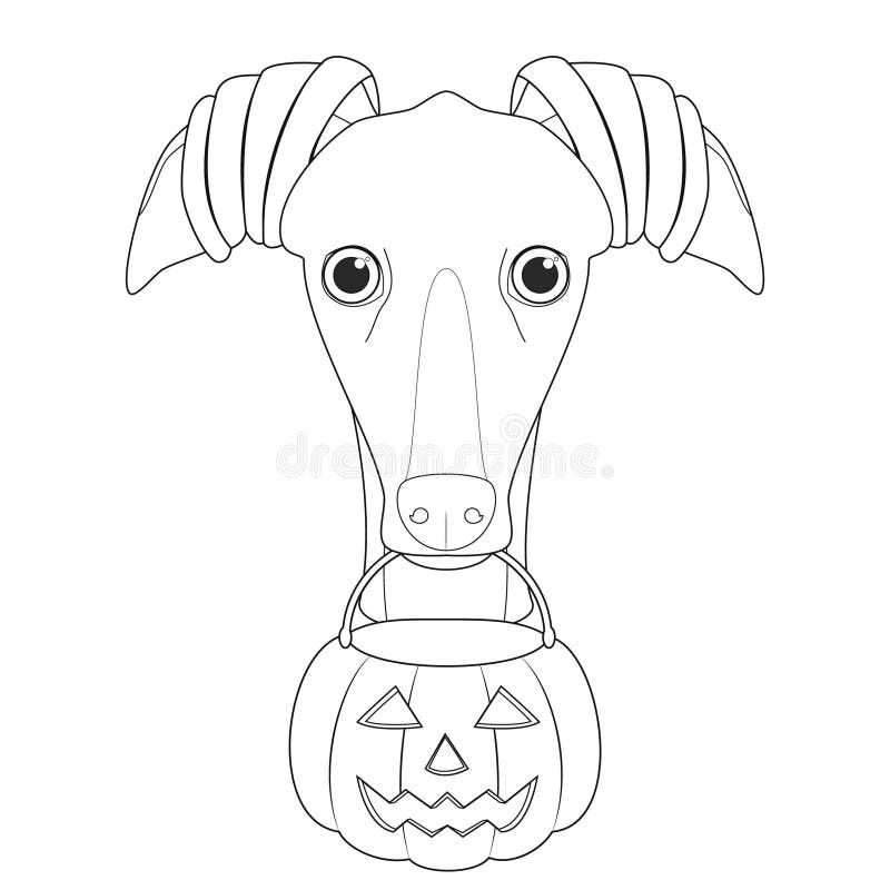 Greyhound dog vector illustration stock vector