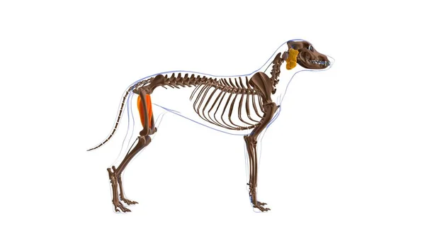 Dog anatomy skeleton stock photos royalty free dog anatomy skeleton images
